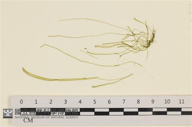 扁石髮藏品圖，第1張