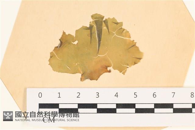 大石蓴, 石蓴藏品圖，第1張