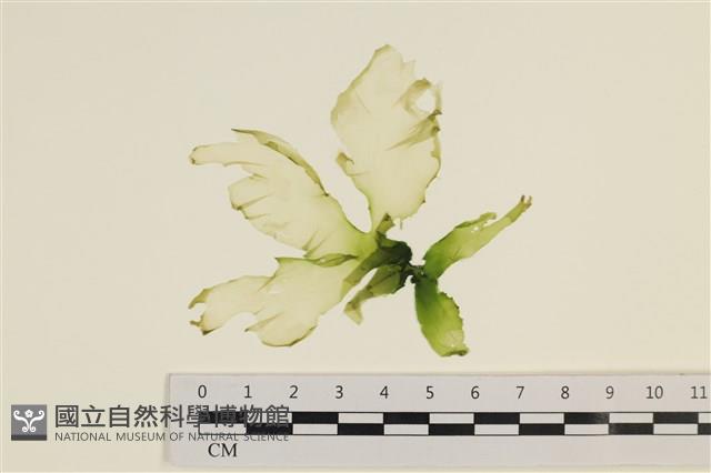 大石蓴, 石蓴藏品圖，第1張