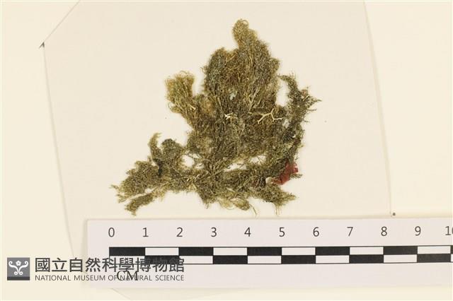 伸展剛毛藻藏品圖，第1張
