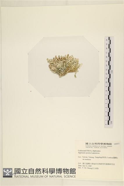 仙掌藻, 海仙人掌藏品圖，第3張