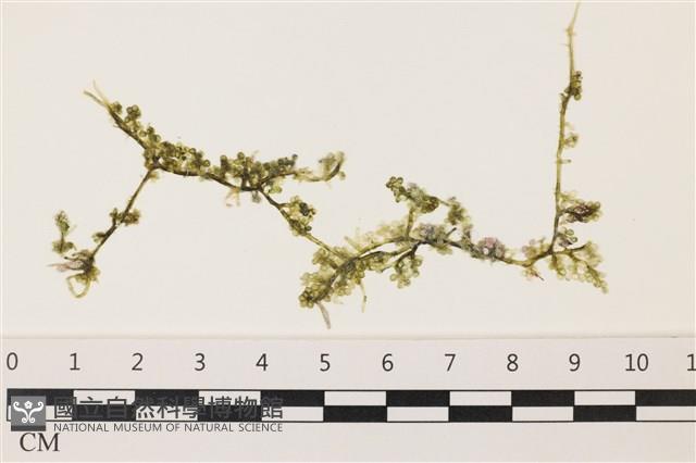 登錄號:A00002272藏品圖，第1張