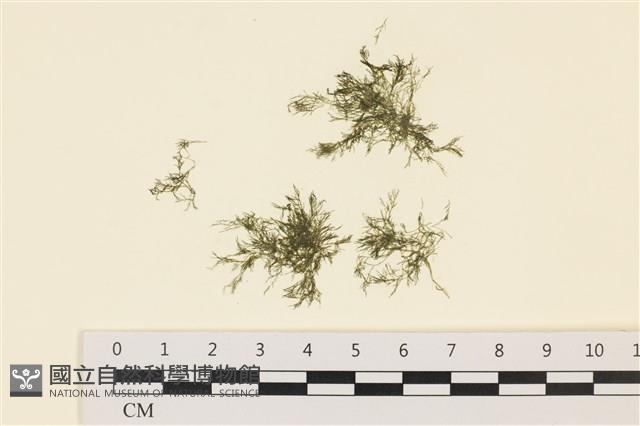 登錄號:A00000172藏品圖，第1張
