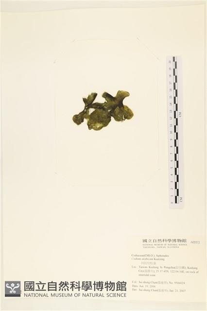 阿拉伯松藻藏品圖，第3張
