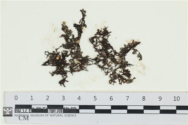 網胰藻藏品圖，第1張