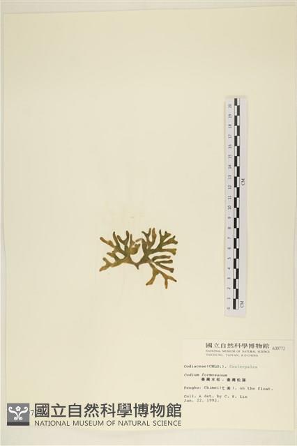 臺灣水松, 臺灣松藻藏品圖，第3張