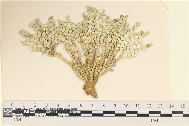 登錄號:A00005012藏品圖，第1張