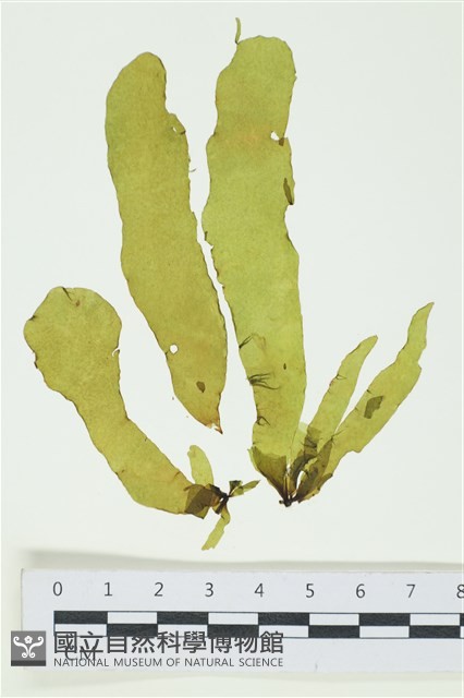 葉苔, 小海帶藏品圖，第1張