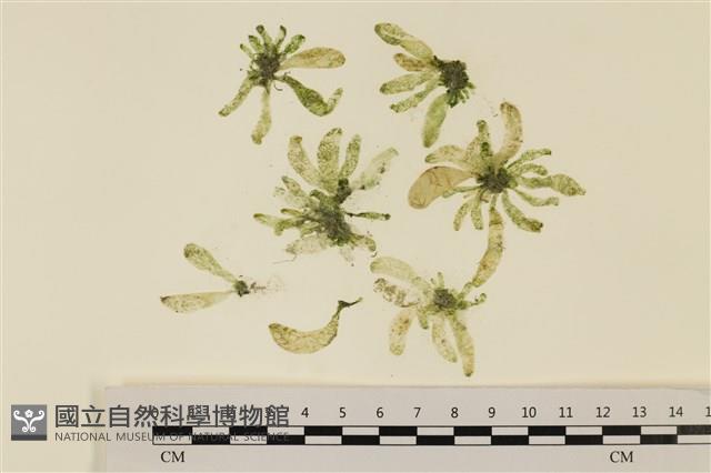 曲玉藻, 香蕉菜, 玉茄藻藏品圖，第1張