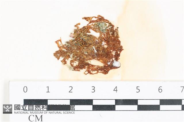 網胰藻藏品圖，第1張