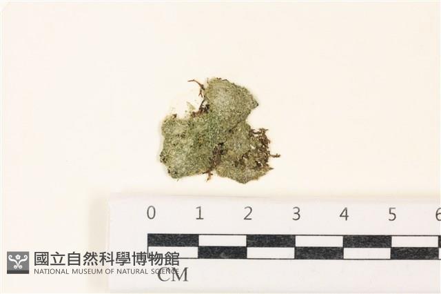 布氏藻藏品圖，第1張