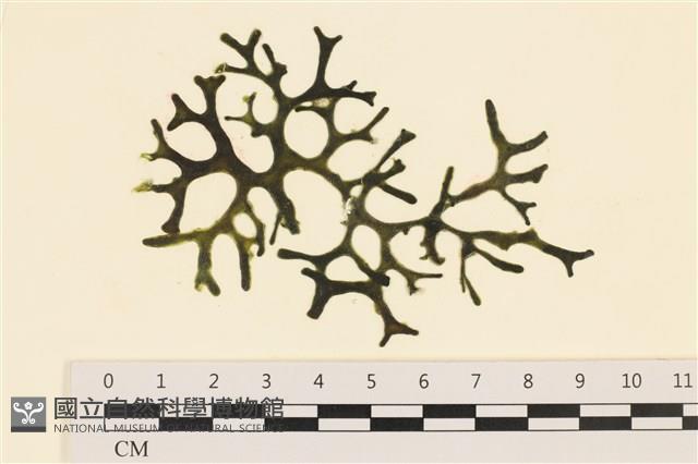 登錄號:A00005592藏品圖，第1張