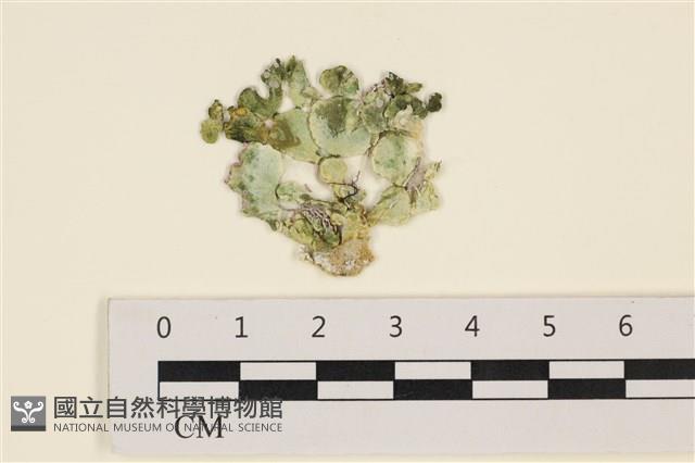 大葉海仙人掌, 大葉仙掌藻藏品圖，第1張