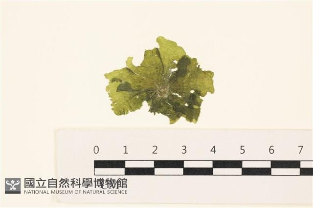 浮網藻, 肋葉藻藏品圖，第1張