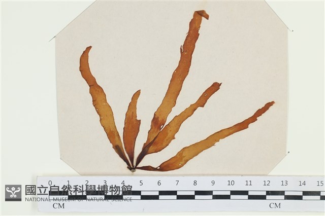 登錄號:A00002542藏品圖，第1張