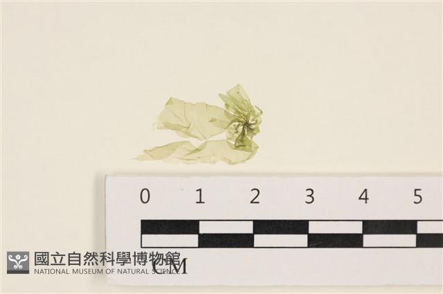 石髮藏品圖，第1張