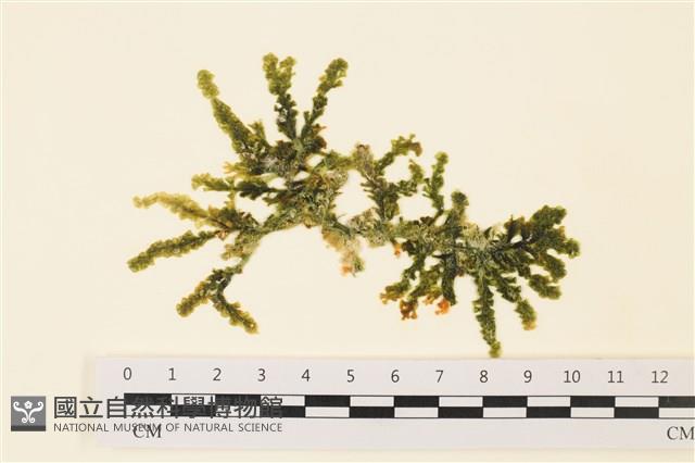 登錄號:A00001342藏品圖，第1張