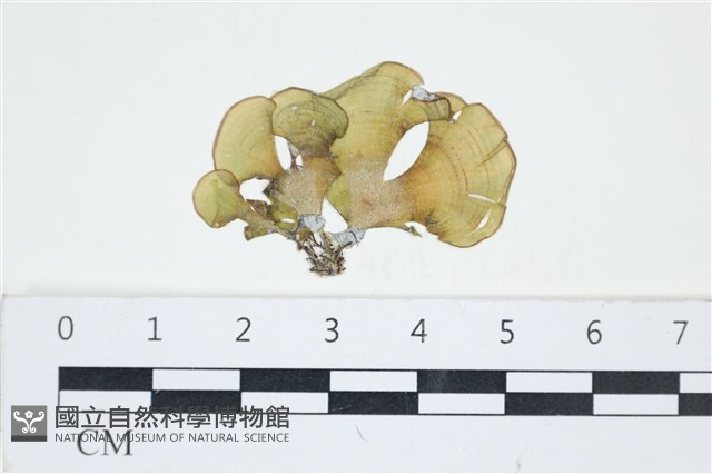 小團扇藻藏品圖，第1張