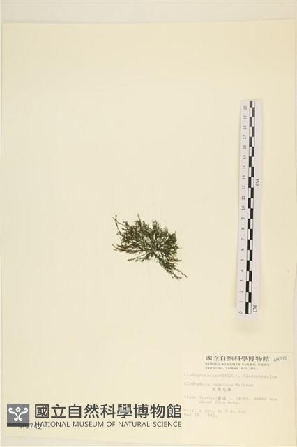 黑剛毛藻藏品圖，第3張