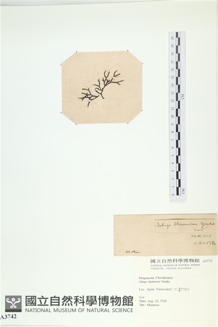 石牙藻, 石牙菜, 鐵釘菜藏品圖，第3張