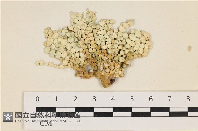仙掌藻, 海仙人掌藏品圖，第1張