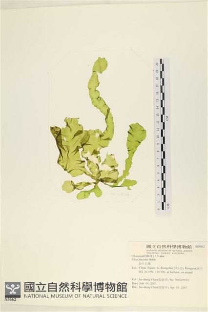 長片石蓴, 裂片石蓴藏品圖，第1張