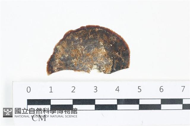 登錄號:A00006262藏品圖，第1張