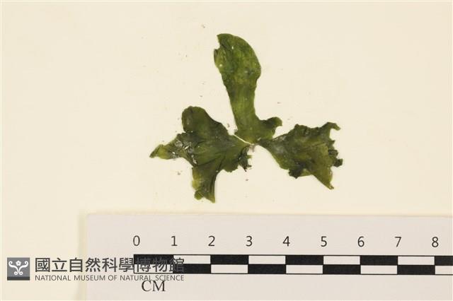 浮網藻, 肋葉藻藏品圖，第1張