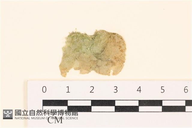網球藻藏品圖，第1張