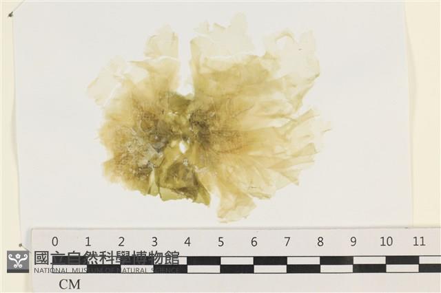 茶花石蓴, 牡丹菜藏品圖，第1張