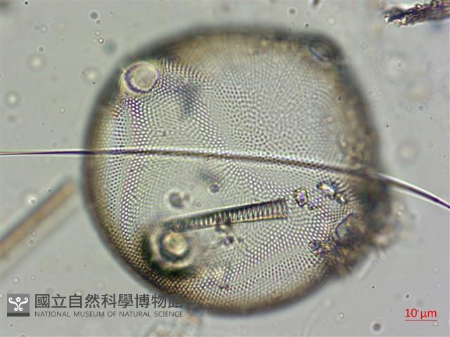 登錄號:A00004562藏品圖，第4張