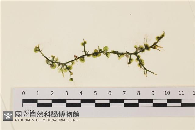 盾葉蕨藻藏品圖，第1張