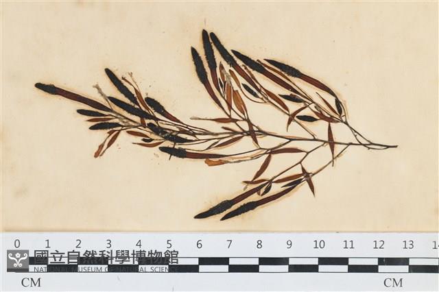 登錄號:A00003562藏品圖，第1張