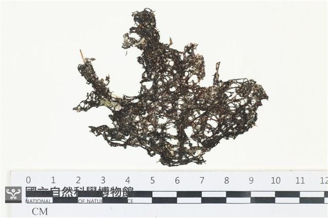 網胰藻藏品圖，第1張