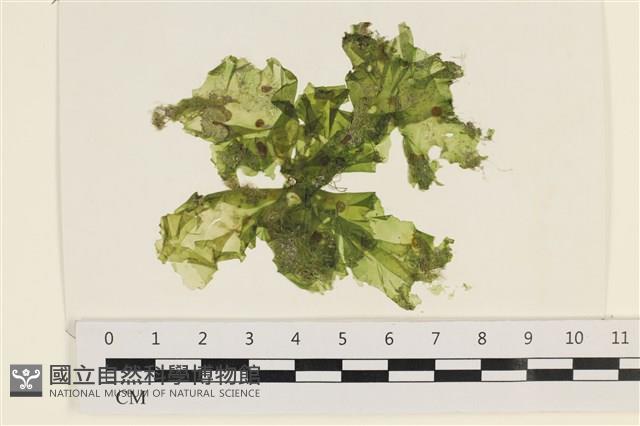 茶花石蓴, 牡丹菜藏品圖，第1張
