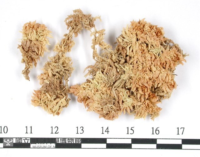 覆葉泥炭蘚, 毛壁泥炭蘚藏品圖，第3張