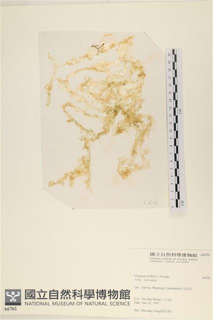 網石蓴藏品圖，第1張