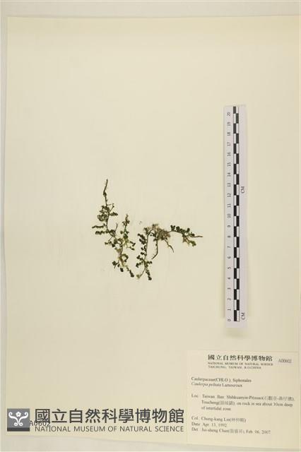 盾葉蕨藻藏品圖，第1張