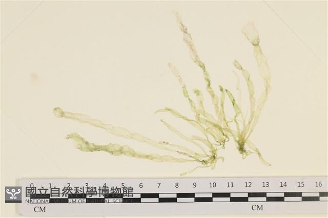 腸滸苔, 河石髮藏品圖，第3張