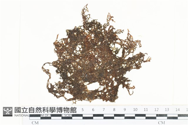 網胰藻藏品圖，第1張