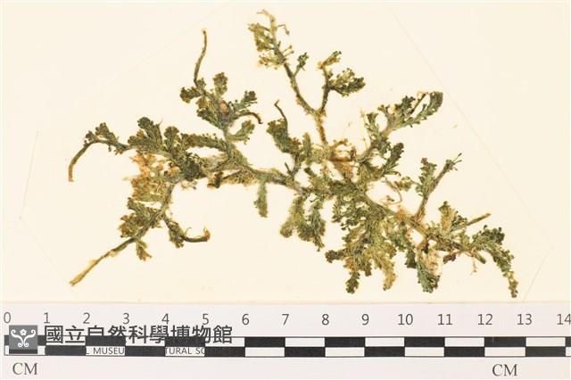 登錄號:A00000502藏品圖，第1張