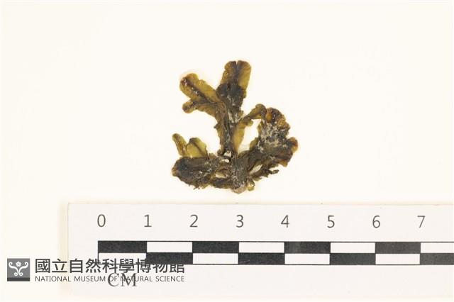 登錄號:A00005902藏品圖，第1張