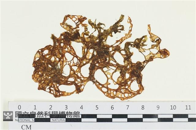 網胰藻藏品圖，第1張