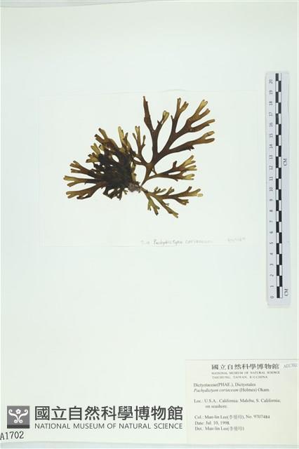 厚網目藻藏品圖，第3張