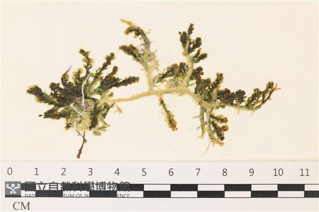 登錄號:A00002282藏品圖，第1張