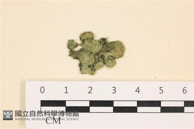 網球藻藏品圖，第1張