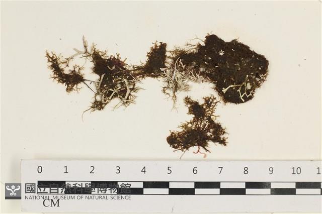 登錄號:A00002482藏品圖，第1張
