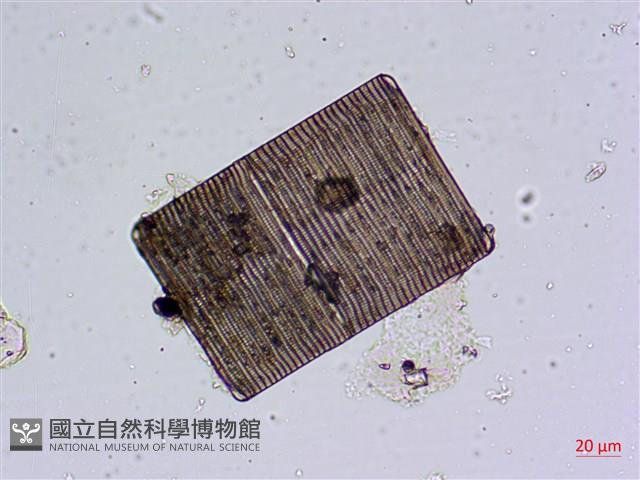 登錄號:A00004482藏品圖，第4張