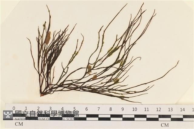 小毛孢藻, 小鹿角苔藏品圖，第1張
