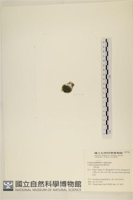 登錄號:A00005782藏品圖，第3張